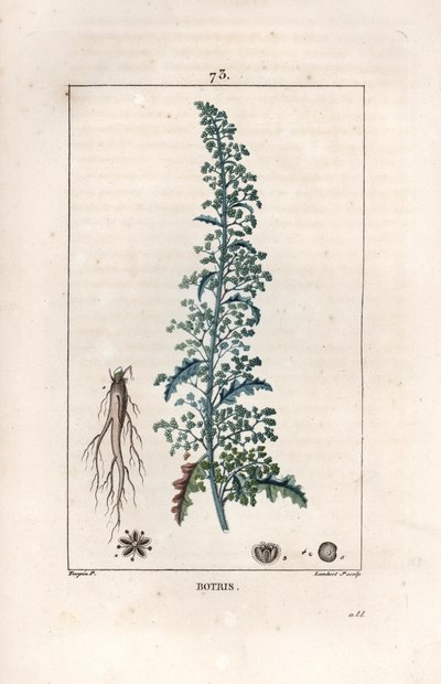 Botris (Chenopodium botrys) - Gravure par Lambert fils, d