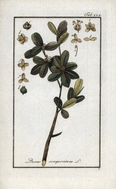 Buis ou buis toujours vert (Buxus sempervirens). Lithographie de « Afbeelding der Artseny-Gewassen » par Johannes Zorn (1739-1799), Pays-Bas - Unbekannter Künstler