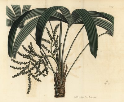 Palmier à feuilles larges, Rhapis excelsa - Unbekannt