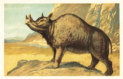 Brontops robustus ou Megacerops robustus. 1908 - Unbekannter Künstler