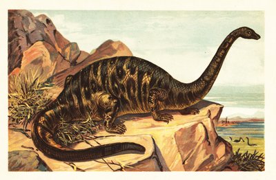 Brontosaurus excelsus, espèce éteinte de quadrupède gigantesque - Unbekannter Künstler