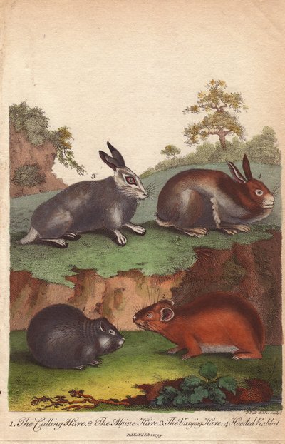 Lièvre variable, lièvre alpin, lièvre variable et lapin capuchonné - Unbekannter Künstler