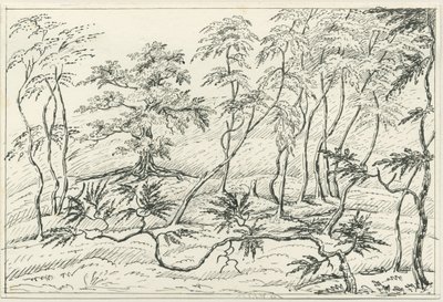 Cannock Chase - Unbekannt