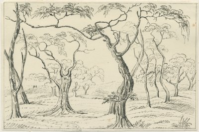 Cannock Chase - Unbekannt