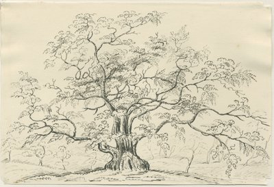 Cannock Chase : dessin à la plume et au crayon, nd [?XIXe siècle] - Unbekannt