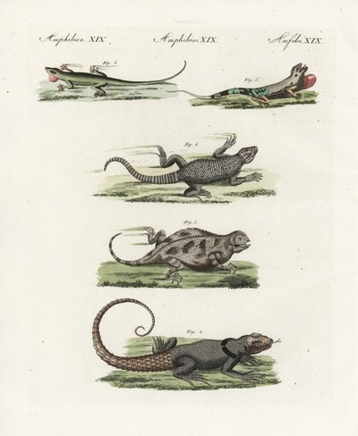 Lézard à ceinture du Cap (saurien africain), Cordylus cordylus 1, lézard de Madagascar de Cuvier, Oplurus cuvieri 2, lézard cornu des montagnes, Phrynosoma orbiculare 3, anole jamaïcain, Anolis garmani 4, et ano vert - Unbekannter Künstler