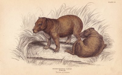 Capybara - Unbekannter Künstler