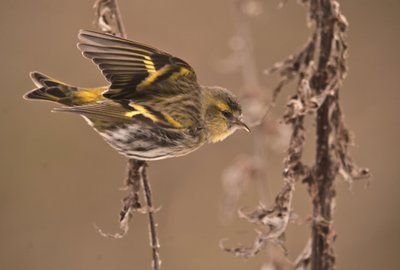 Carduelis spinus/Tarin des aulnes/Chardonneret élégant - William M. Timlin