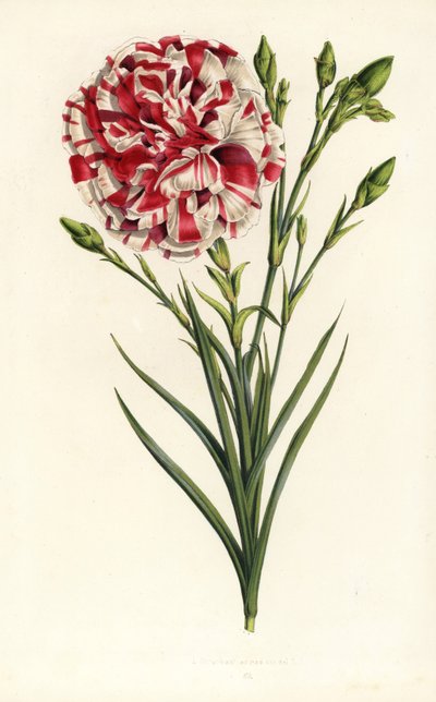 Œillet hybride, Louis Napoléon, Dianthus caryophyllus. Lithographie en couleur de Louis van Houtte et Charles Lemaire, Flore des Serres et des Jardins de l