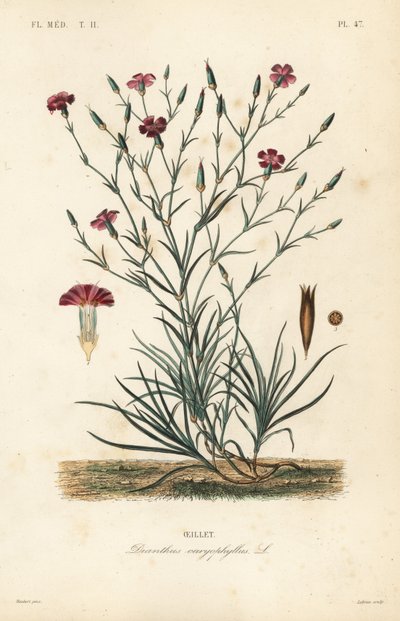 Œillet, Dianthus caryophyllus - Unbekannt