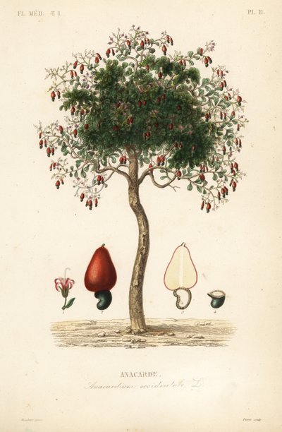 Anacardier, Anacardium occidentale - Unbekannt