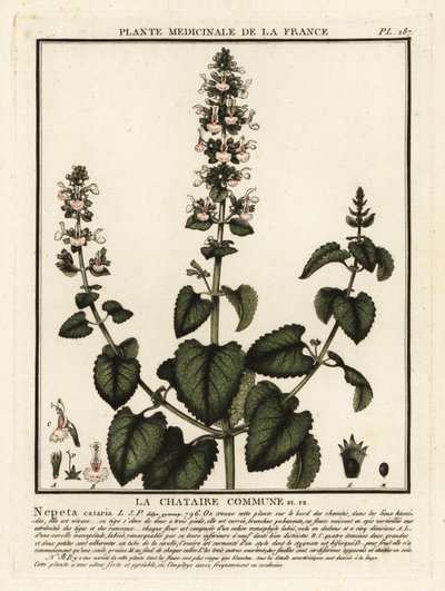 Cataire, Nepeta cataria - Unbekannter Künstler