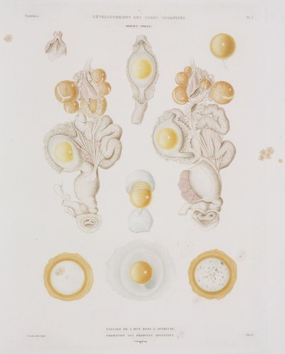 Œuf de poule dans l