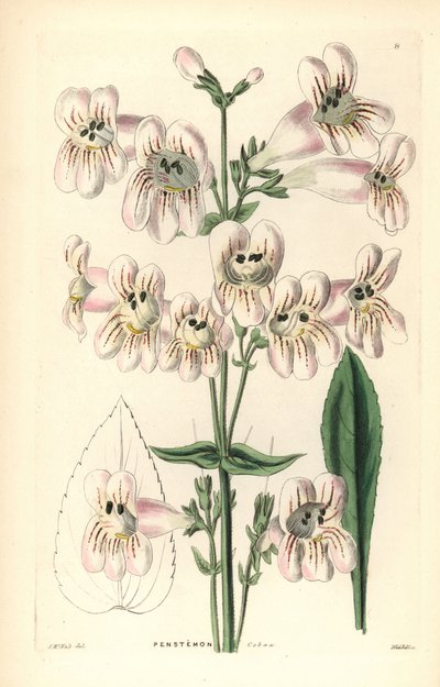 Penstemon à fleurs de Cobaea, Penstemon cobaea. Gravure sur cuivre coloriée à la main par Weddell d
