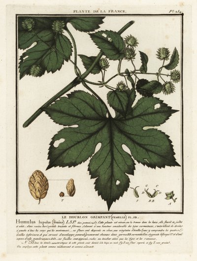 Houblon commun, Humulus lupulus - Unbekannter Künstler