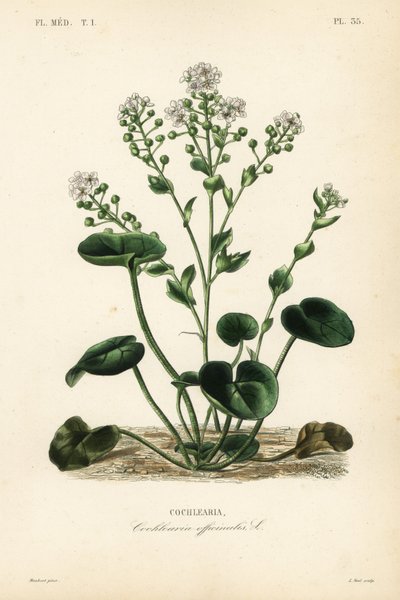 Cochléaire, Cochlearia officinalis - Unbekannt