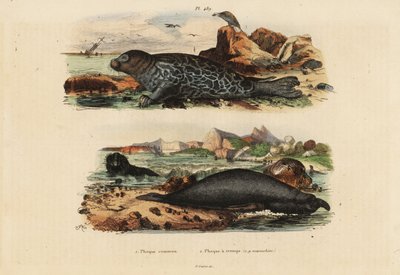 Phoque commun, Phoca vitulina 1 et éléphant de mer du nord, Mirounga angustirostris 2 - Unbekannt