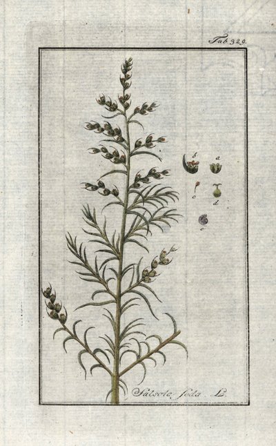 Soda commun (Salsola soda). Lithographie de « Afbeelding der Artseny-Gewassen » par Johannes Zorn (1739-1799), Pays-Bas - Unbekannter Künstler