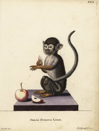 Singe écureuil commun, Saimiri sciureus. Simia sciurea Linn. Illustration d