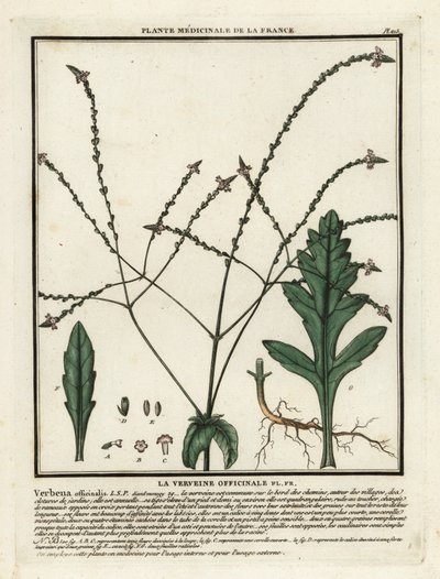Verveine officinale, Verbena officinalis - Unbekannter Künstler