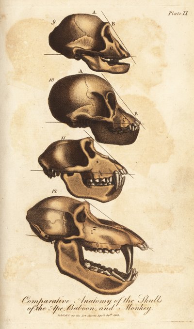 Anatomie comparée des crânes du singe, du babouin et du macaque - Unbekannter Künstler