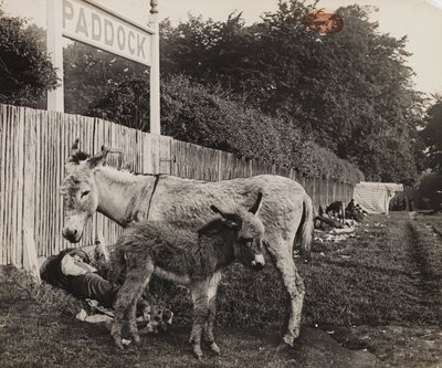 Composite de deux ânes, vers 1909 - Unbekannt