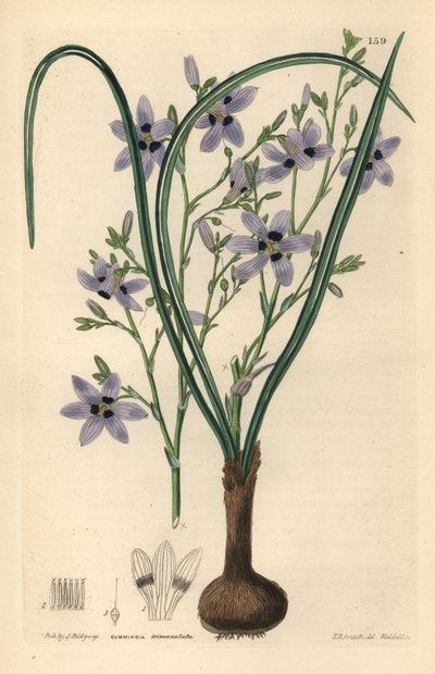 Conanthere - Conanthera trimaculata - Unbekannter Künstler