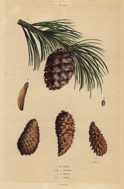 Cônes de pin rampant, Pinus mugo, pin d