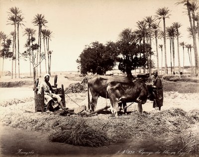Moisson de maïs en Égypte - Unbekannter Künstler