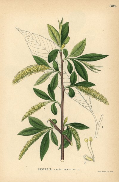 Saule fragile, Salix fragilis - Unbekannter Künstler