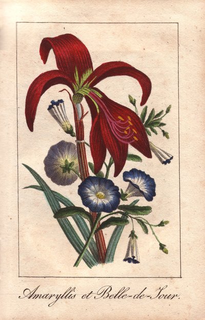 Amaryllis cramoisi et gloire du matin naine, Hippeastrum et Convolvulus tricolor - Unbekannter Künstler
