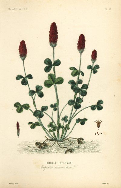 Trèfle incarnat, Trifolium incarnatum - Unbekannt