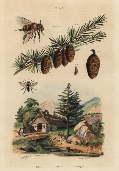 Abeille coucou, Melecta albifrons 1, mélèze d