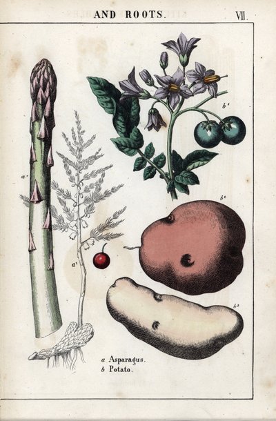 Tableau descriptif : asperge verte et pomme de terre. Chromolithographie dans « Recueil d