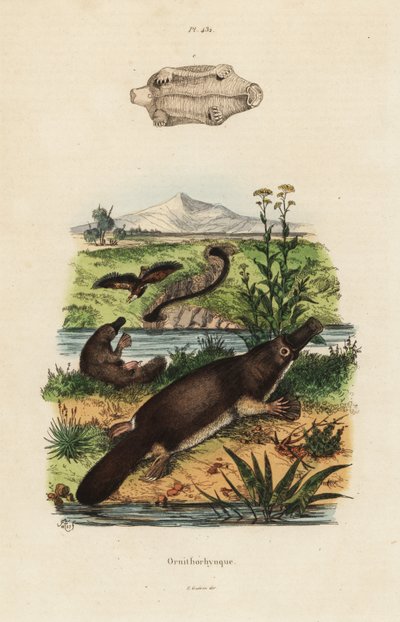 Ornithorynque, Ornithorhynchus anatinus - Unbekannt