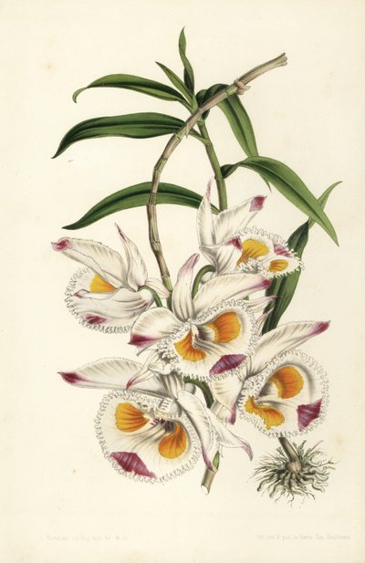 Dendrobium du duc de Devonshire, Dendrobium devonianum. Lithographie coloriée à la main par Stroobant de "Flore des Serres et des Jardins de l