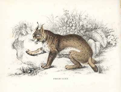 Lynx eurasien, Lynx lynx (Felis lynx). Lithographie en couleur de la Galerie d