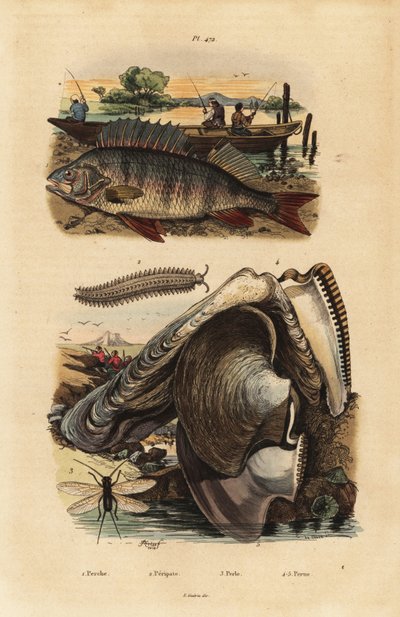 Perche européenne, Perca fluviatilis 1, ver de velours, Peripatus iuliformis 2, chrysope, Perla marginata 3, et huître perlière, Isognomon isognomum 4. Perche, Peripate, Perle, Perne - Unbekannt