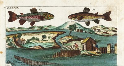 Truite européenne - Technique de pêche utilisant des rapides artificiels pour attraper des poissons - Truite de mer, Salmo trutta trutta 98, omble chevalier, Salvelinus alpinus alpinus 99 - Unbekannter Künstler