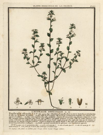 Euphraise, Euphrasia rostkoviana - Unbekannter Künstler