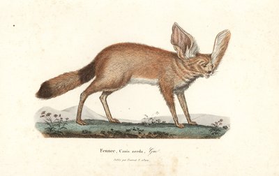 Fennec ou renard des sables, Vulpes zerda. Gravure sur cuivre coloriée à la main du Complements de Buffon de René Primevère Lesson, Pourrat Frères, Paris - Unbekannter Künstler