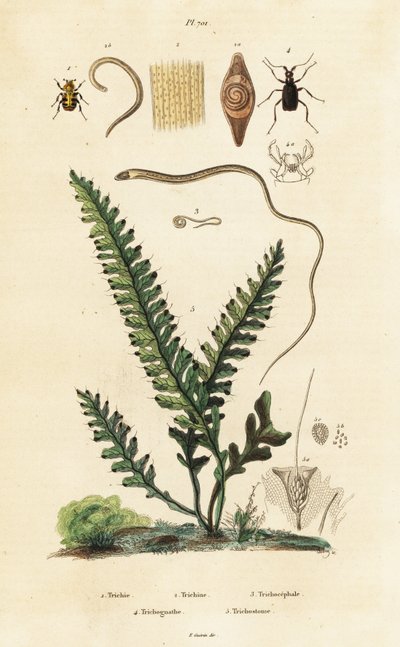 Fougère, coléoptère et nématodes - Unbekannter Künstler