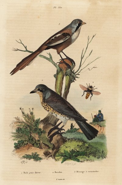 Grive litorne, Turdus pilaris, et mésange à moustaches, Panurus biarmicus - Unbekannt