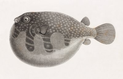 Poisson : Tétrodon (gros plan) - Unbekannt