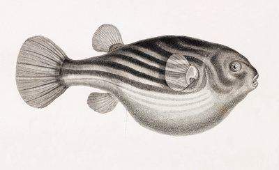 Poisson : Tétrodon (gros plan) - Unbekannt