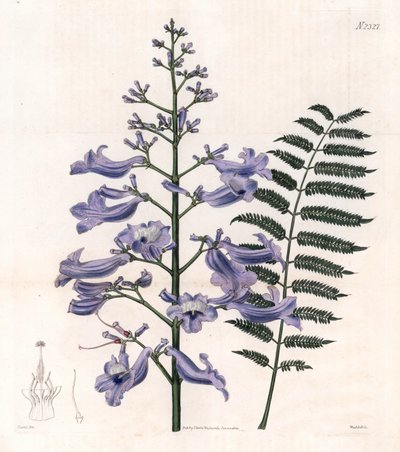 Flamboyant bleu ou arbre à huîtres - Arbre fougère de Trinidad, Jacaranda mimosifolia (Jacaranda à feuilles ovales, Jacaranda ovalifolia) - Unbekannter Künstler