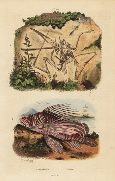 Squelette fossile d