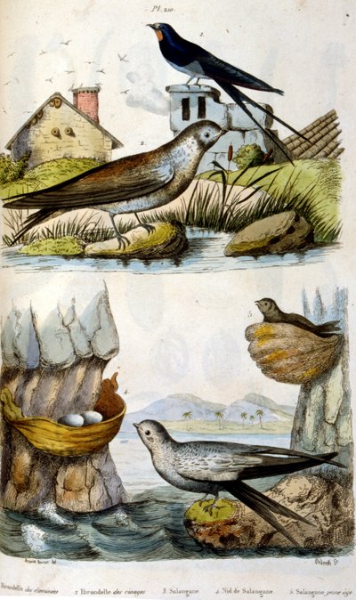 Illustration colorée française vers 1884 représentant des oiseaux de rivière et de côte - Unbekannter Künstler