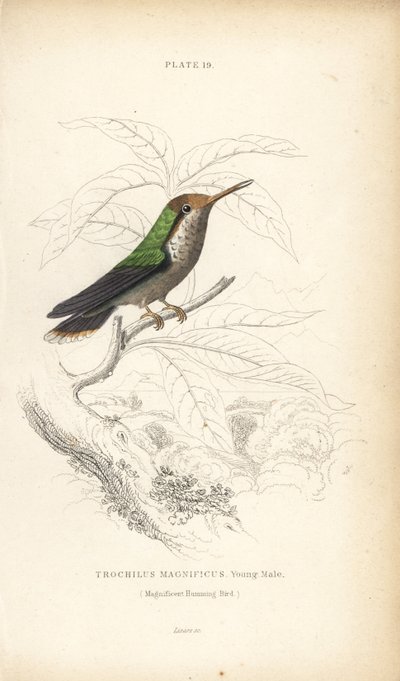 Coquette frisée, Lophornis magnificus, jeune mâle (Colibri magnifique, Trochilus magnificus). Gravure sur acier colorée par William Lizars de la Naturalist