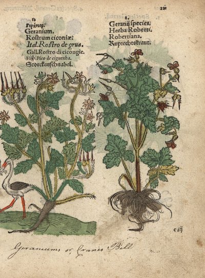 Géranium ou bec de grue, espèces de Géranium, et Herbe à Robert, Geranium robertianum. Gravure sur bois coloriée à la main d